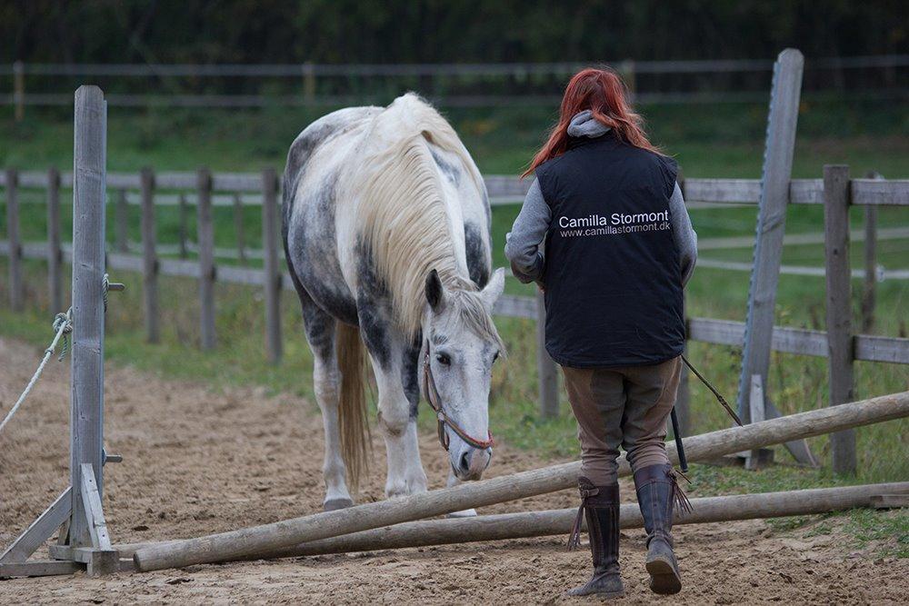 [Camilla Stormont] Undervisning og træning på NH - Mickey til løsspringning for første gang. billede 3