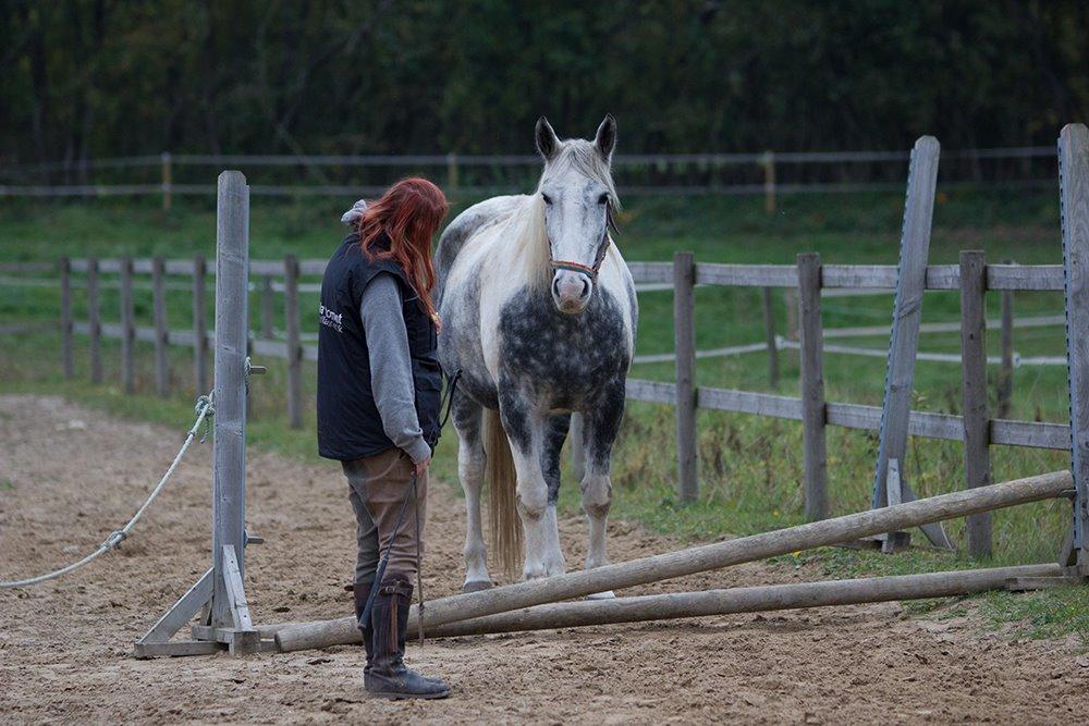 [Camilla Stormont] Undervisning og træning på NH - Mickey til løsspringning for første gang. billede 4