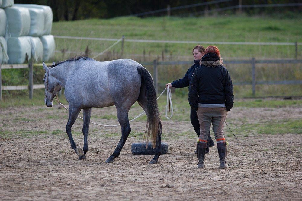 [Camilla Stormont] Undervisning og træning på NH - Undervisning af Christel og Lille Grå. billede 7