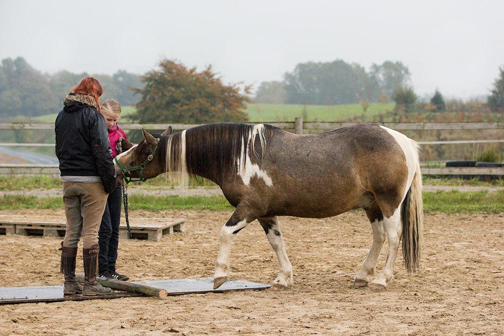 [Camilla Stormont] Undervisning og træning på NH - Undervisning af Melanie med Brian. billede 12