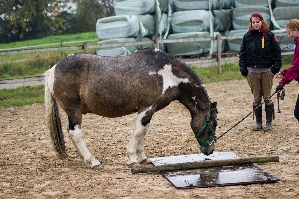 [Camilla Stormont] Undervisning og træning på NH - Undervisning af Melanie med Brian. billede 13