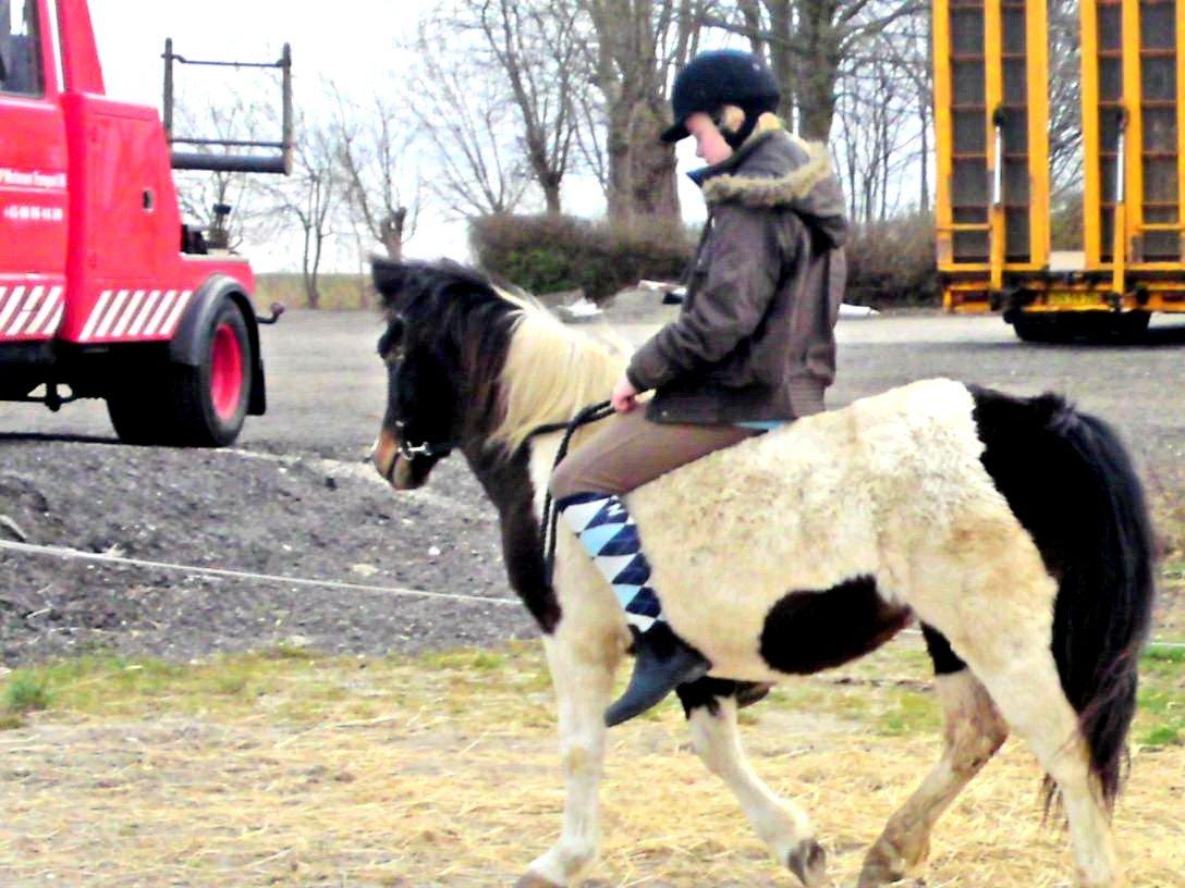 Min ridetid i billeder.  - Bonnie - en hoppe jeg red for opstalderne, når jeg var hjemme hos min far. :-)  billede 2