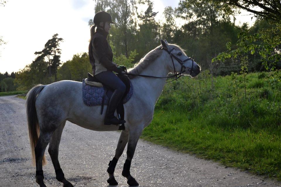 Min ridetid i billeder.  - Maus - en pony hoppe jeg har været så heldig, at få lov at ride et par gange, når jeg har besøgt mine to veninder - hun er ejet af Familien Madsen, og findes også på hestegalleri :-) Skide dejlig pony!!  billede 3