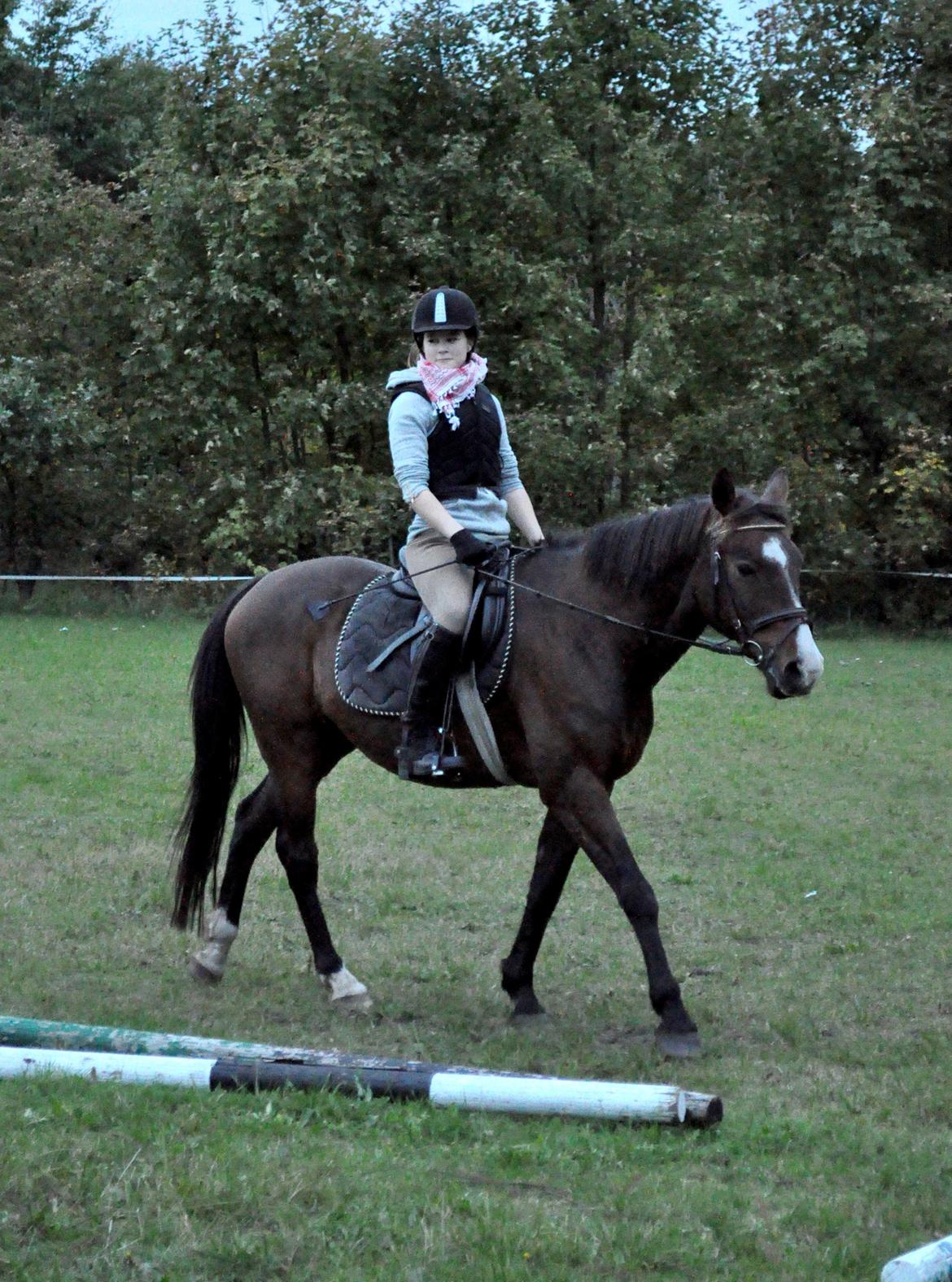 Min ridetid i billeder.  - Benjamin - en elevhest på MORK som jeg red til spring, og senere hen til dressur undervisning også.  billede 8