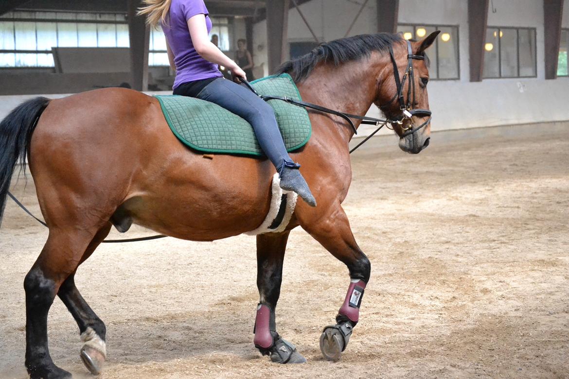 Min ridetid i billeder.  - Boswell - en hest jeg har redet lidt på, og ellers en jeg udøvede voltige på, til diverse arrangementer (fremvisning på havnen, sommerskole osv)  billede 13