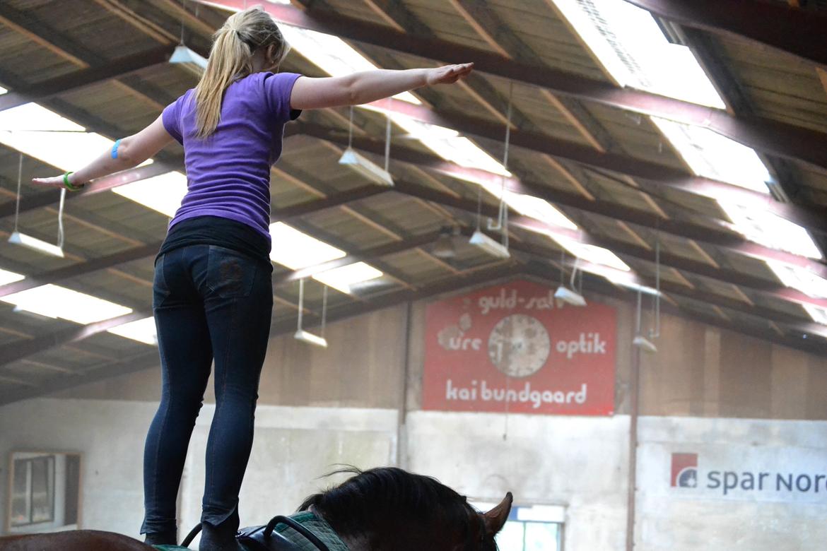 Min ridetid i billeder.  - Boswell - en hest jeg har redet lidt på, og ellers en jeg udøvede voltige på, til diverse arrangementer (fremvisning på havnen, sommerskole osv)  billede 15