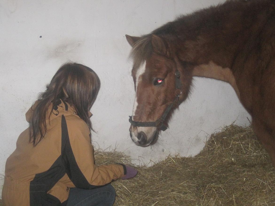 Min ridetid i billeder.  - Ringo - en hest der gik som elevhest ude på RDH.  billede 17