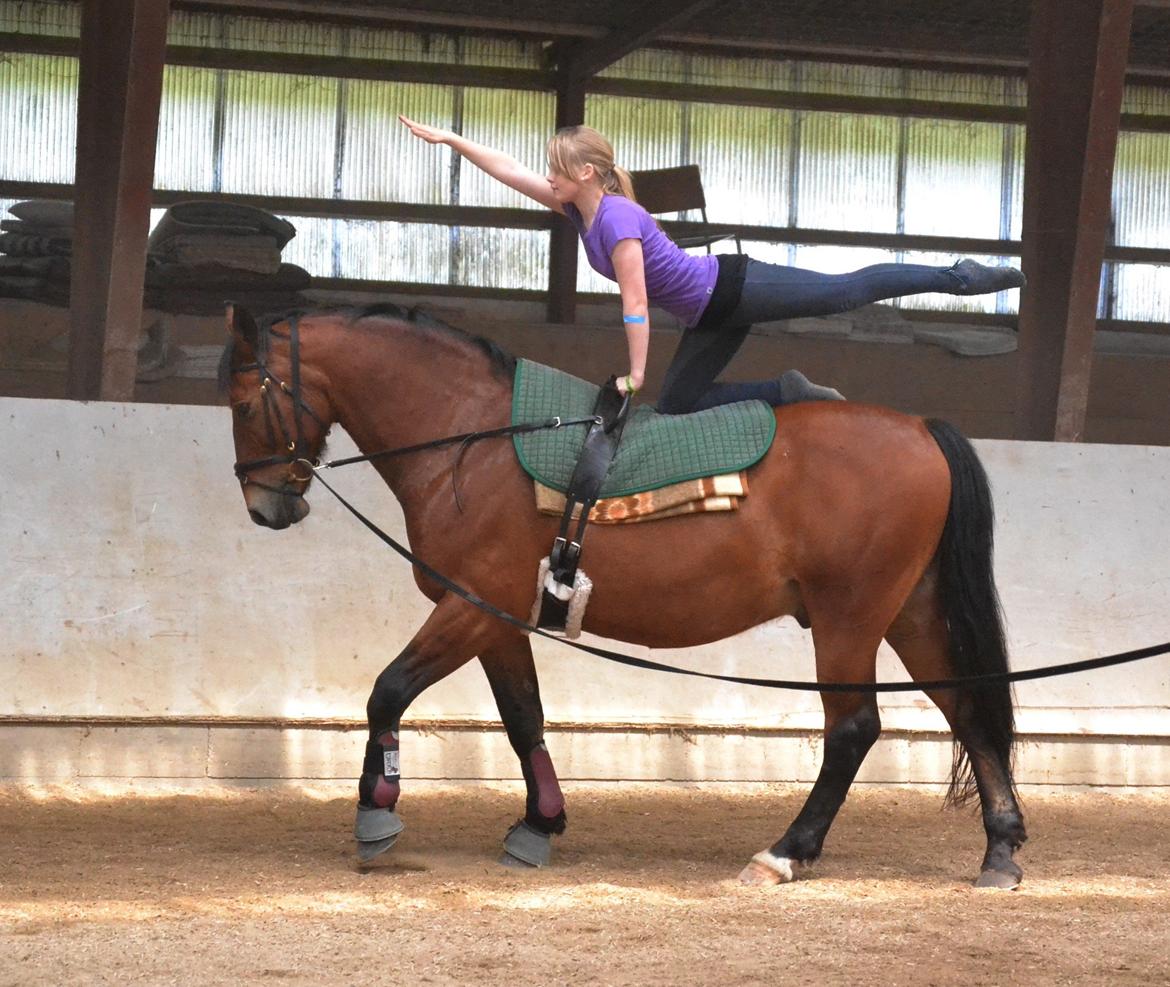 Min ridetid i billeder.  - Boswell - en hest jeg har redet lidt på, og ellers en jeg udøvede voltige på, til diverse arrangementer (fremvisning på havnen, sommerskole osv)  billede 16