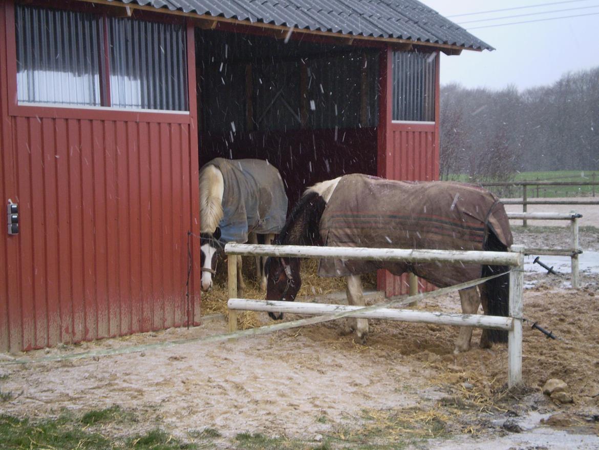 Vores nye heste hus. billede 1