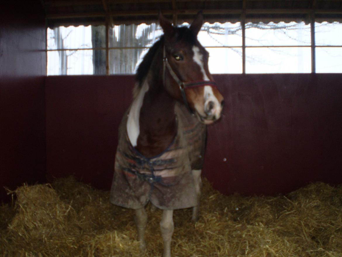 Vores nye heste hus. billede 3