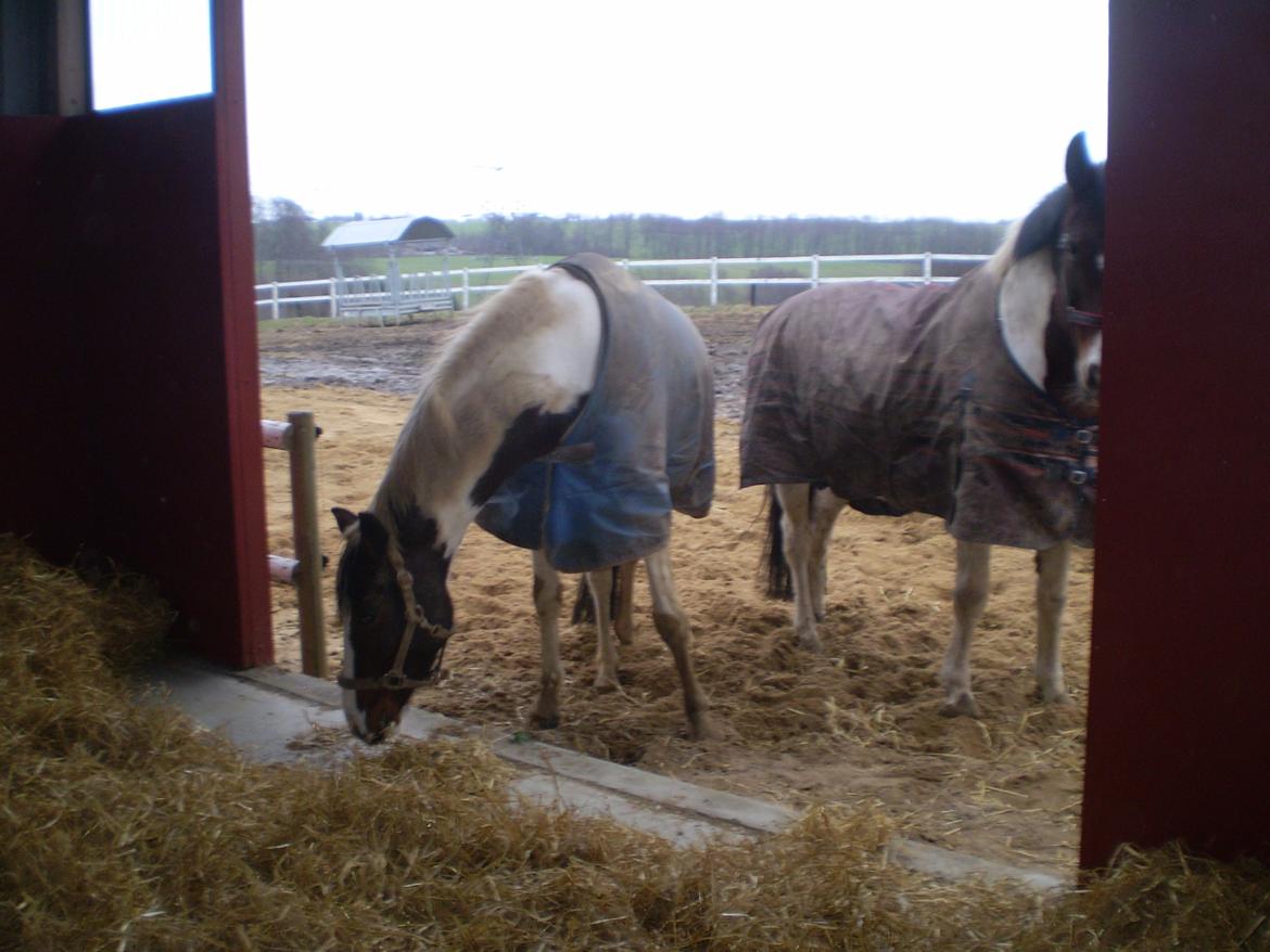 Vores nye heste hus. billede 4