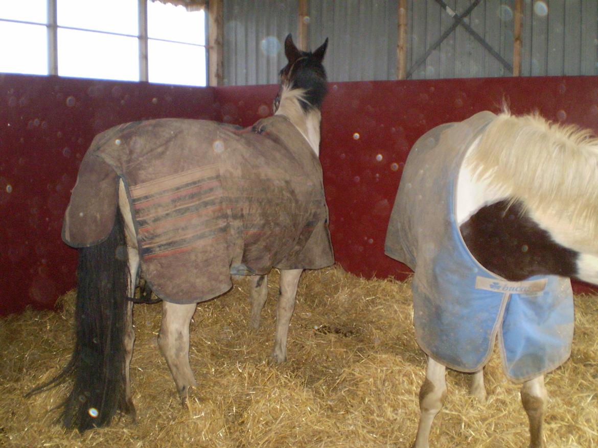 Vores nye heste hus. billede 5