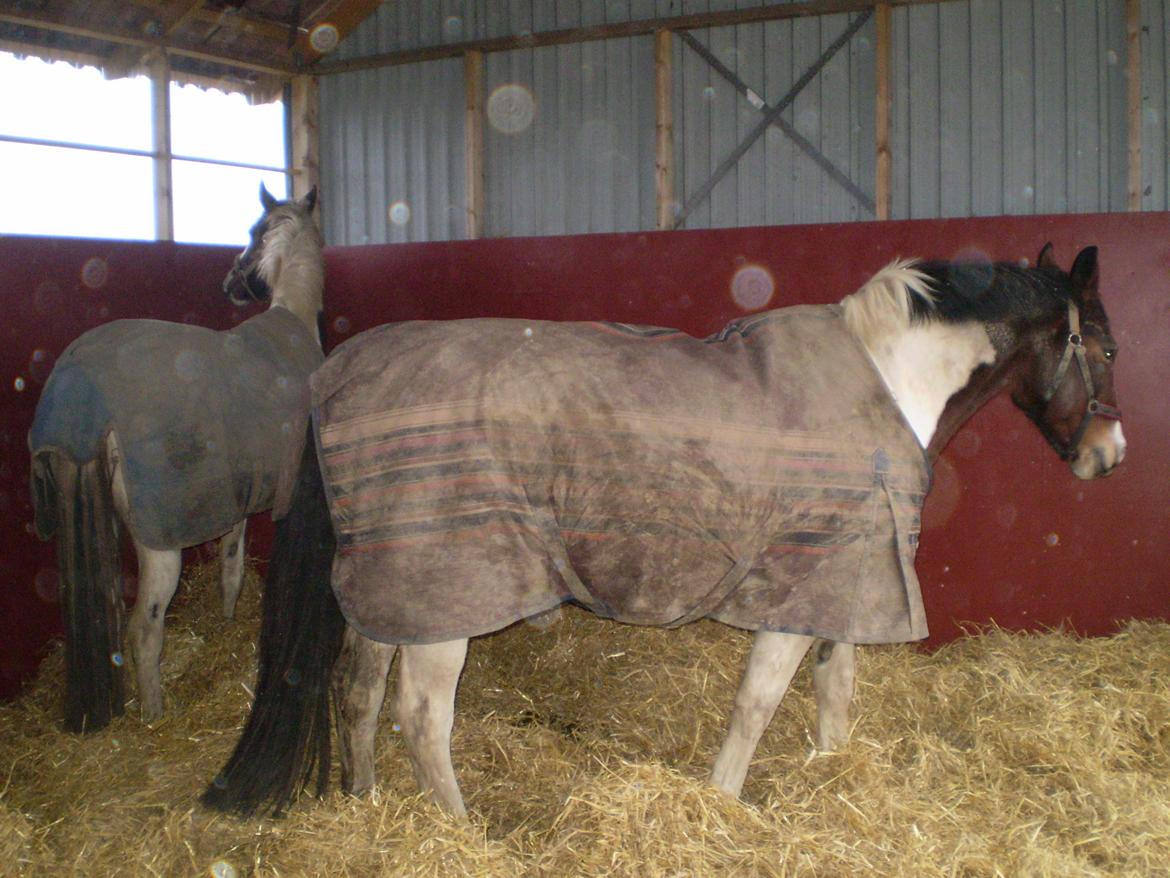 Vores nye heste hus. billede 6