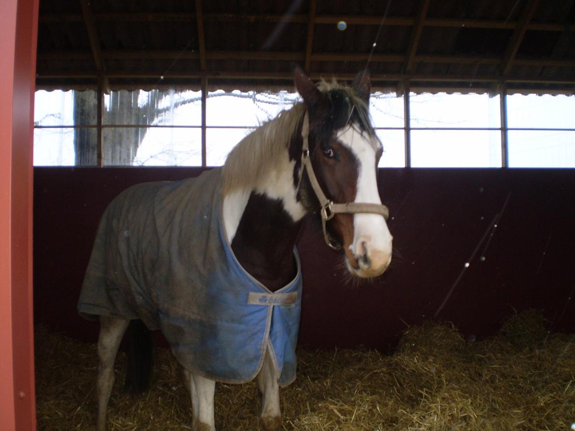 Vores nye heste hus. billede 7