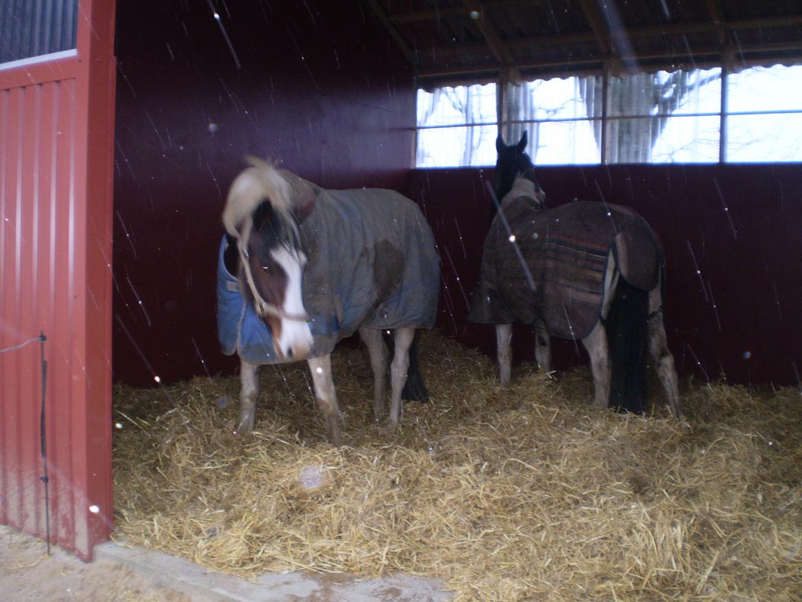 Vores nye heste hus. billede 8
