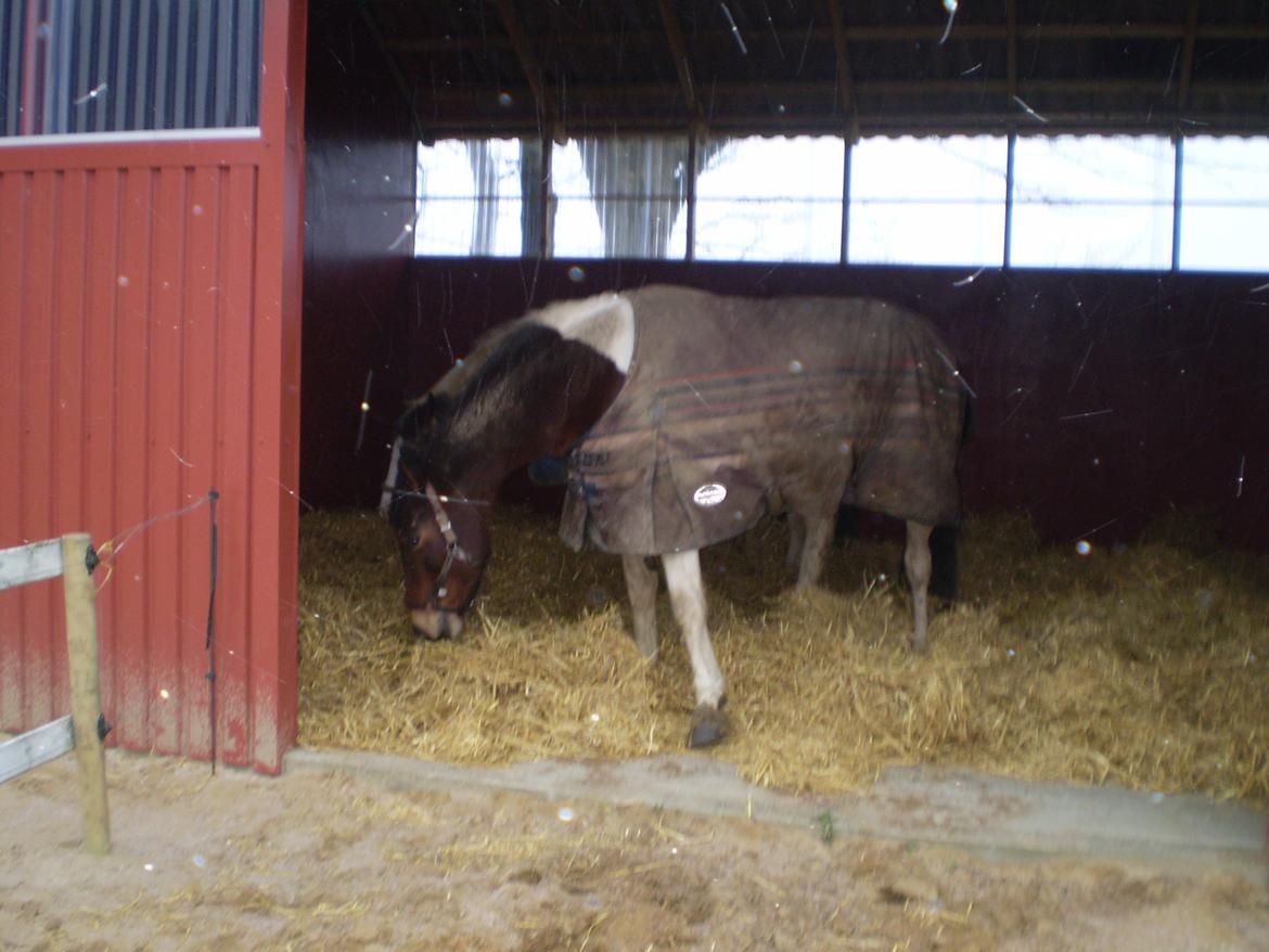 Vores nye heste hus. billede 9