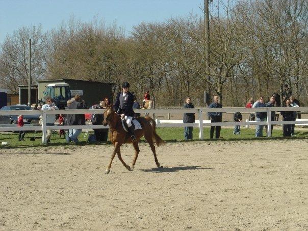 Annebergvej Rideskole billede 5