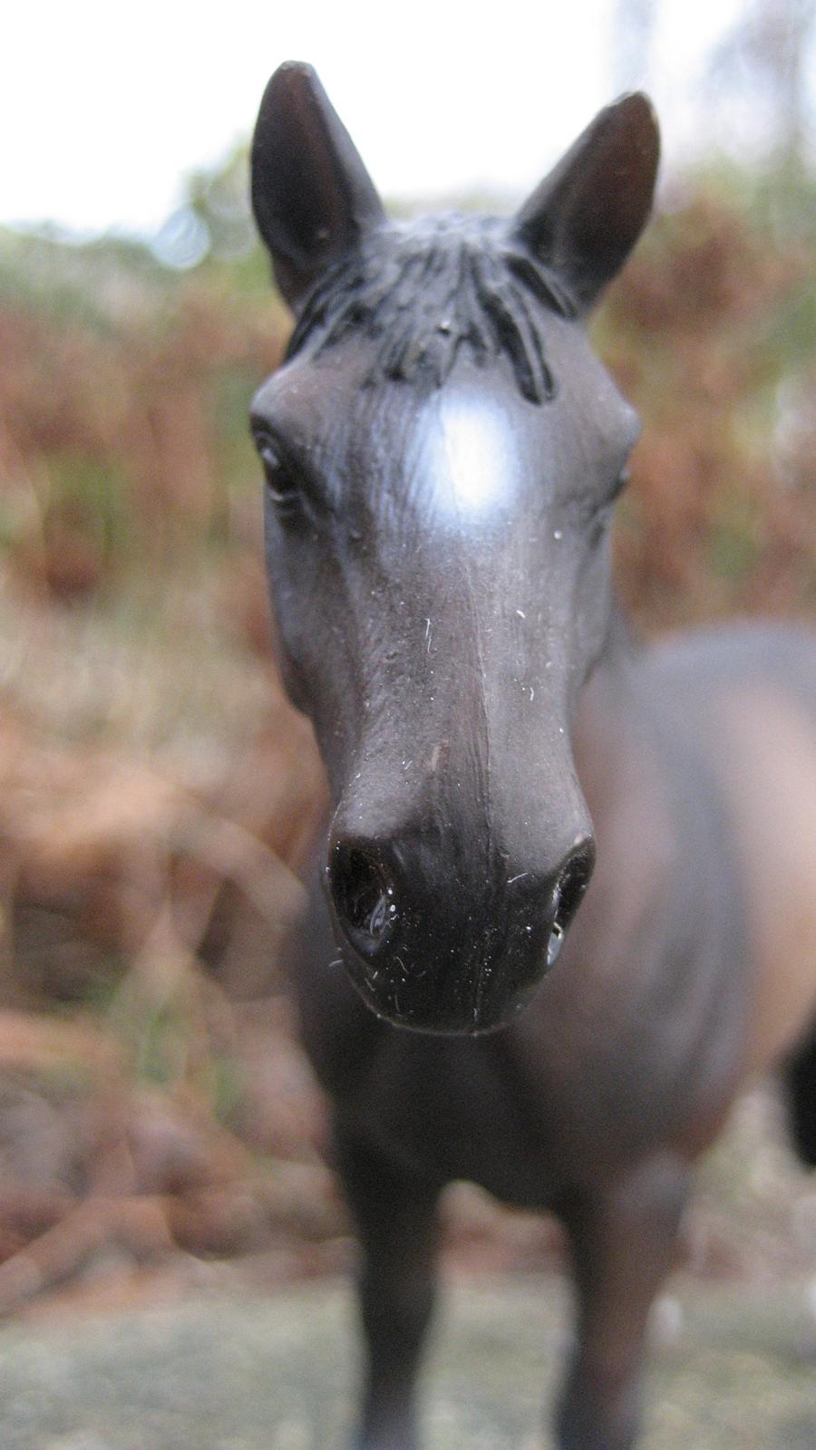 Schleich i naturen - Four Socks billede 11