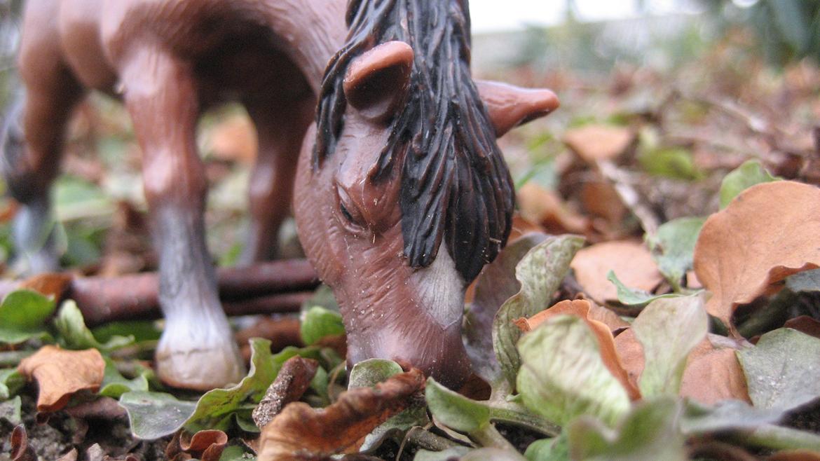 Schleich i naturen - Maggie billede 17