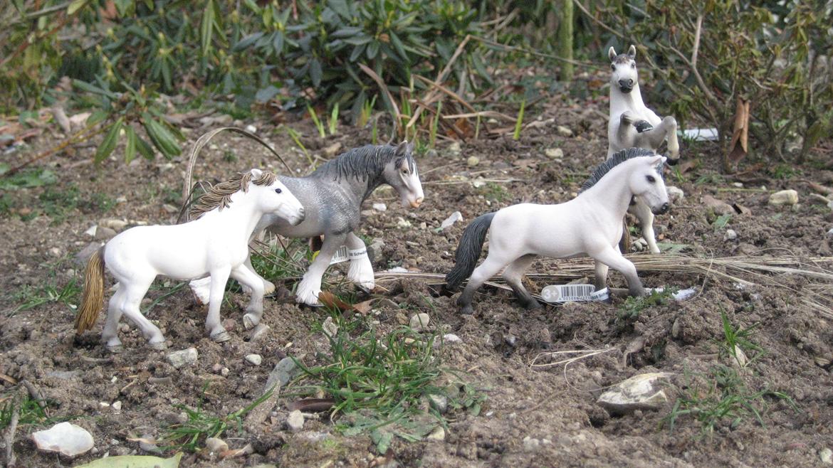 Schleich i naturen billede 20