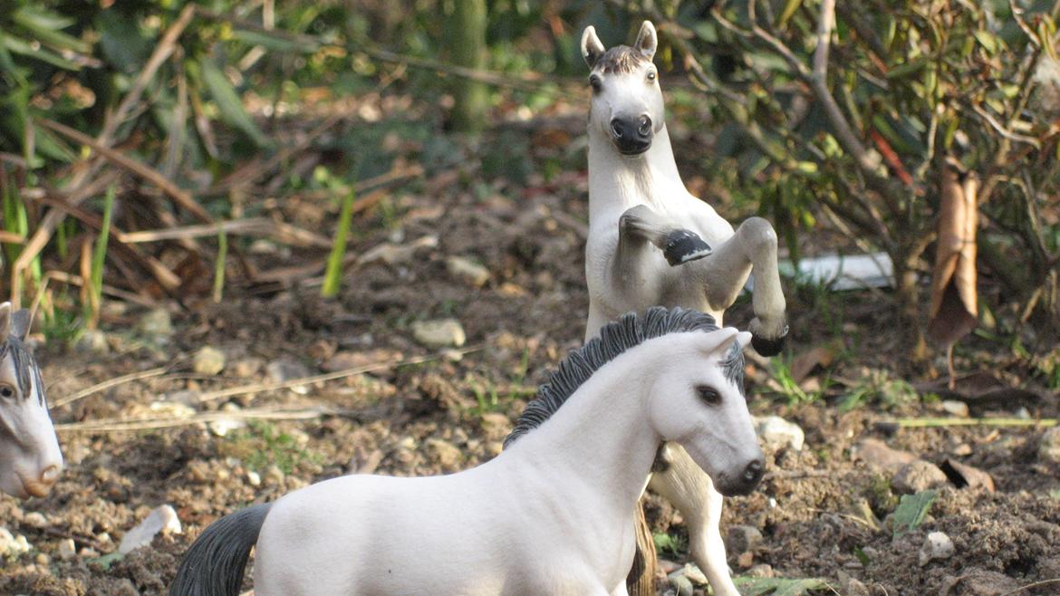 Schleich i naturen billede 22