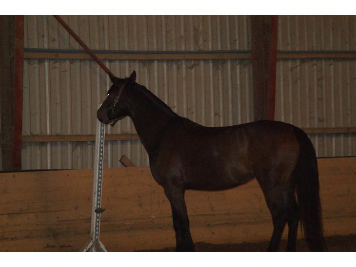 {{currentPhoto.altText}} billede {{currentPhoto.number}}