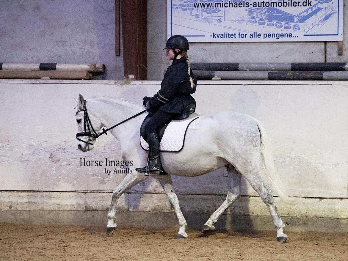 Programtrænings weekend med dommer Ivan Thomsen og dressurunderviser Carina Bruun  billede 1