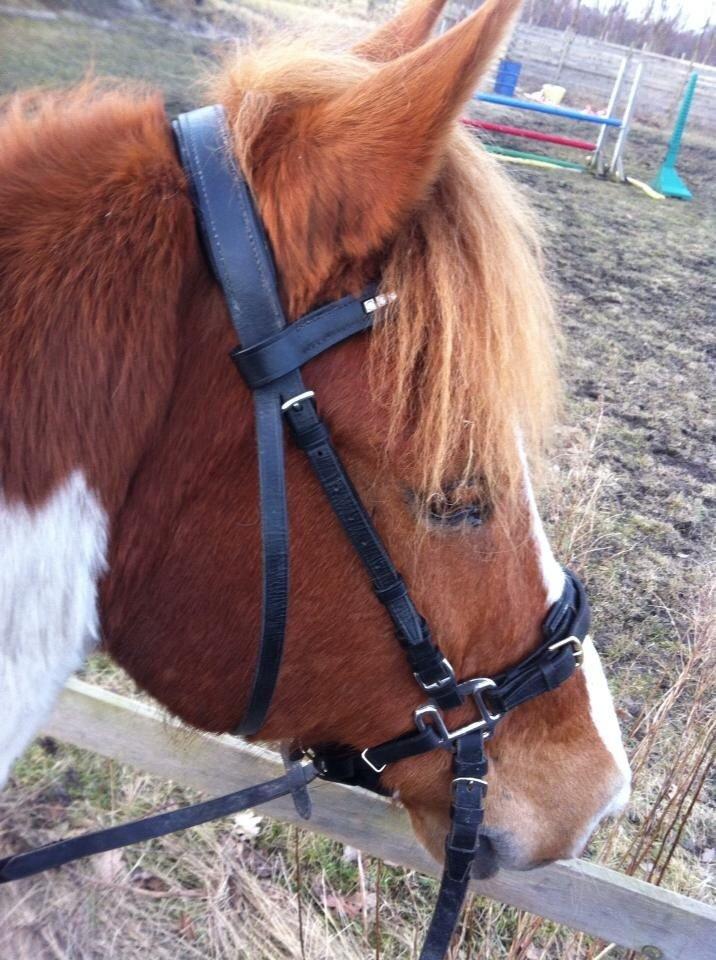 Guide - Lav din egen mini-"hackamore" - HUSK! Hackamoren skal sidde som et normalt næsebånd, altså to fingre under kindbenet. billede 15