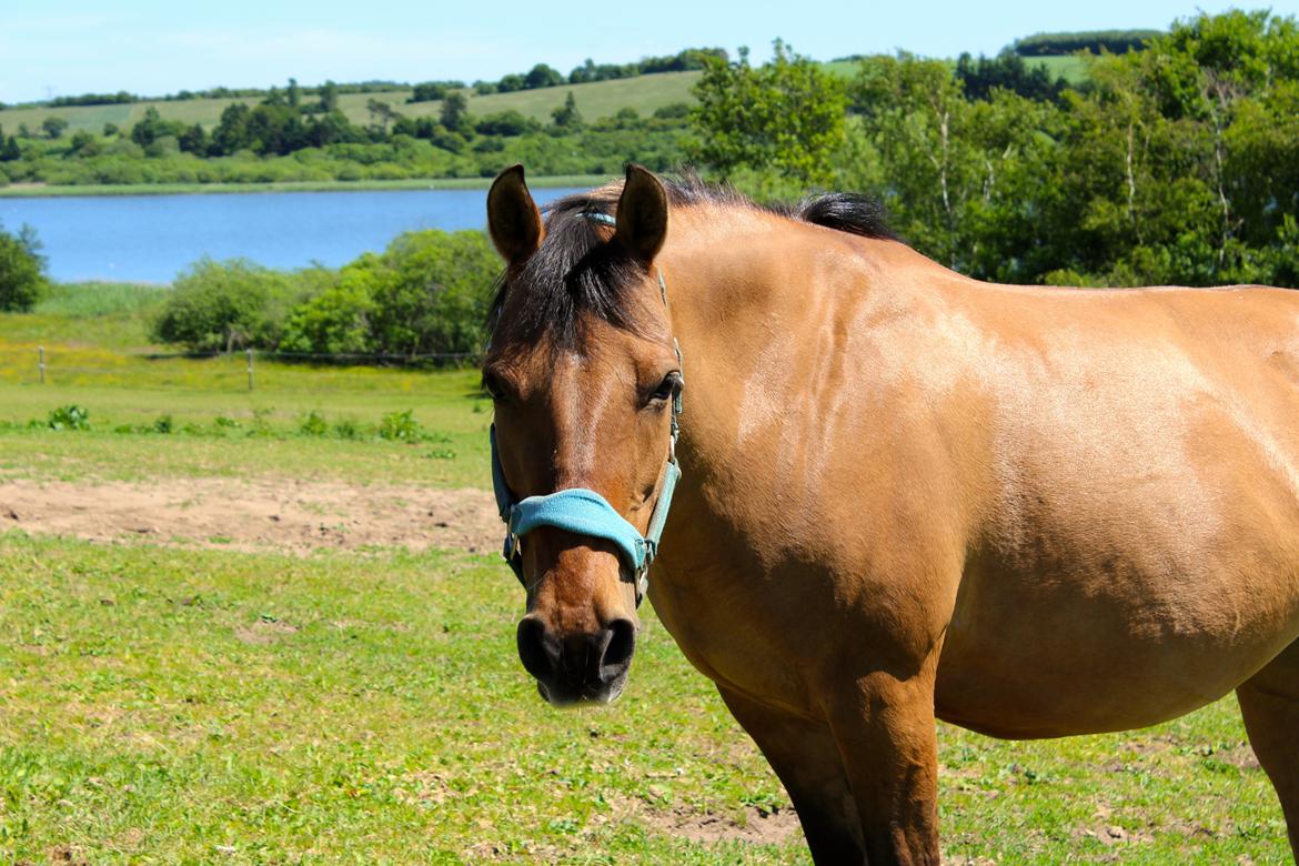 Stald Tougaard billede 3