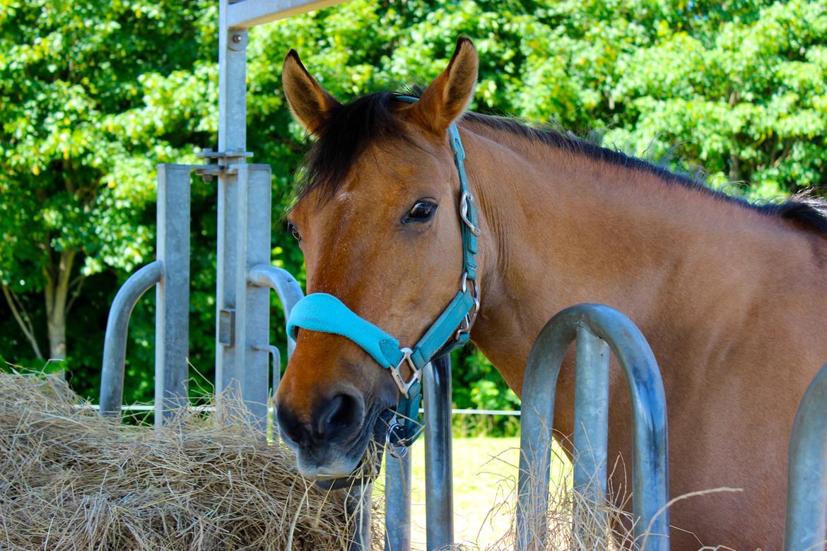 Stald Tougaard billede 4