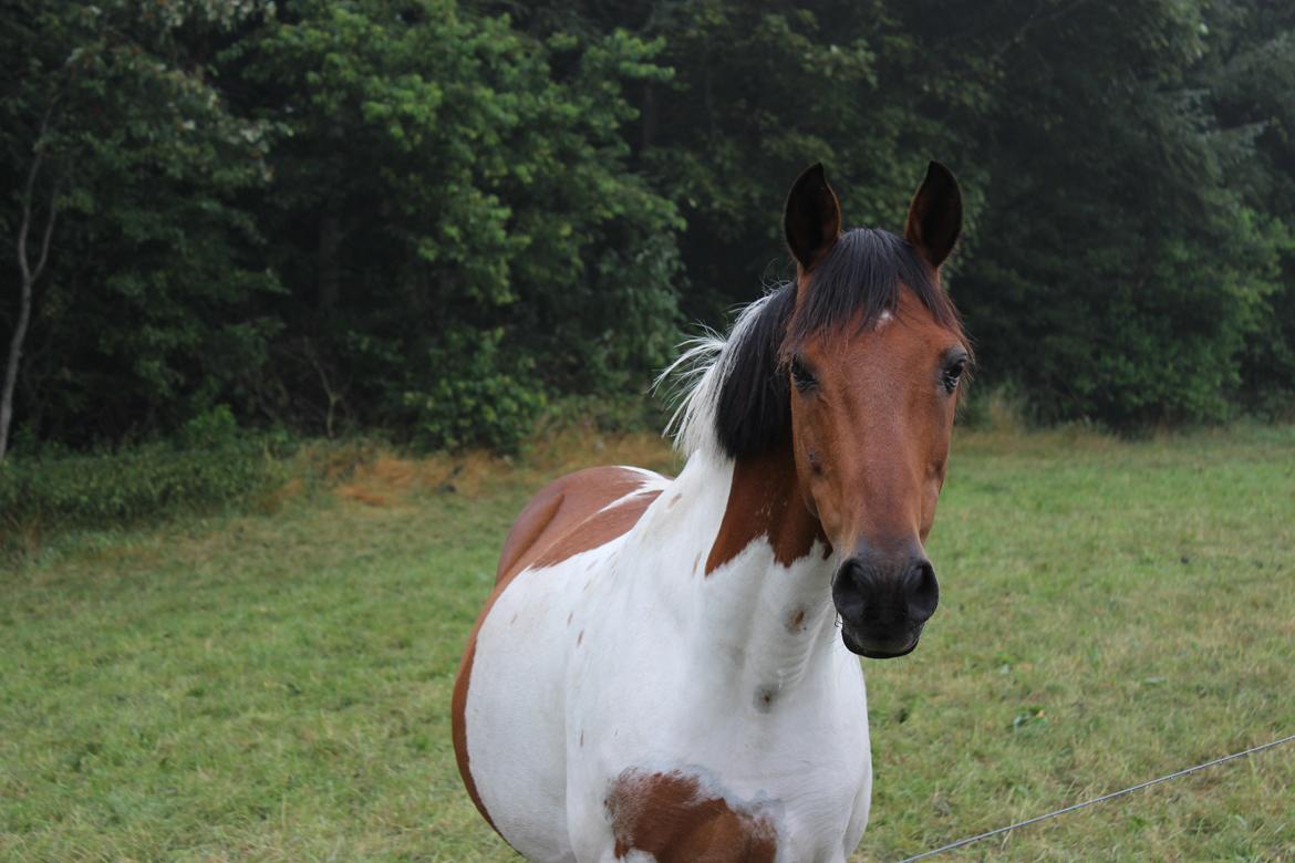 Stald Tougaard billede 5