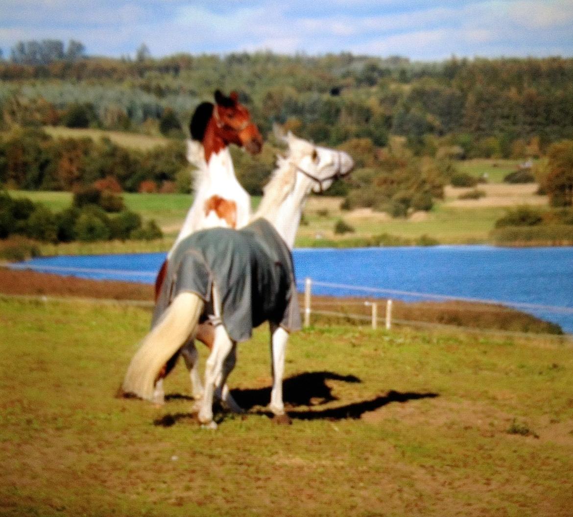 Stald Tougaard billede 1