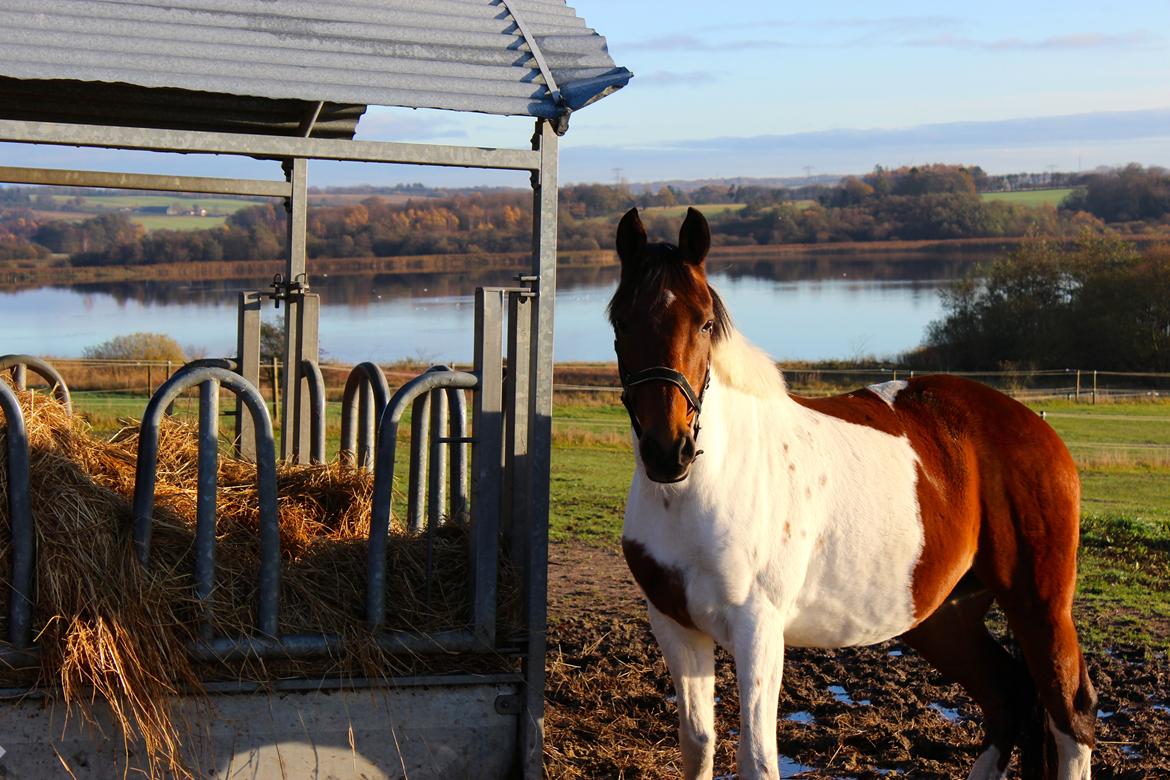 Stald Tougaard billede 6