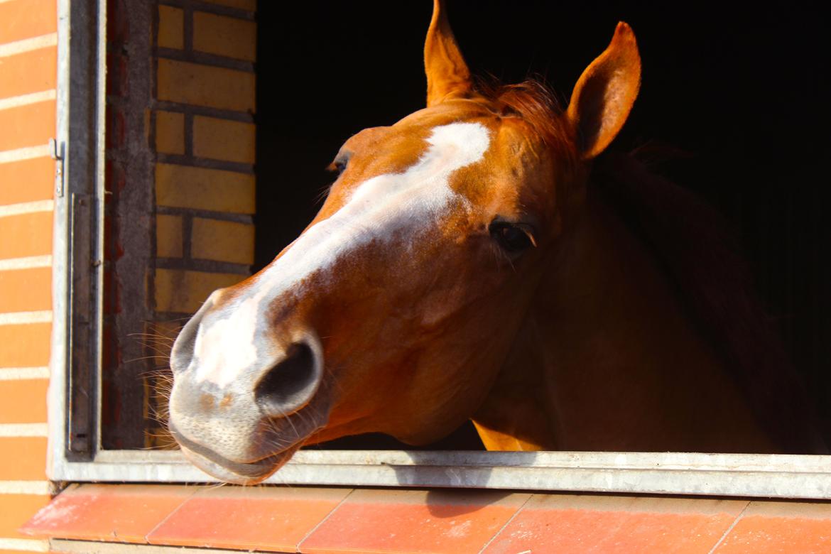 Stald Tougaard billede 9