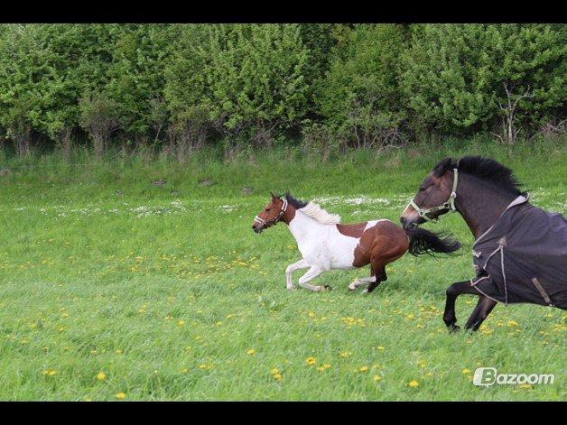 Stald Tougaard billede 12