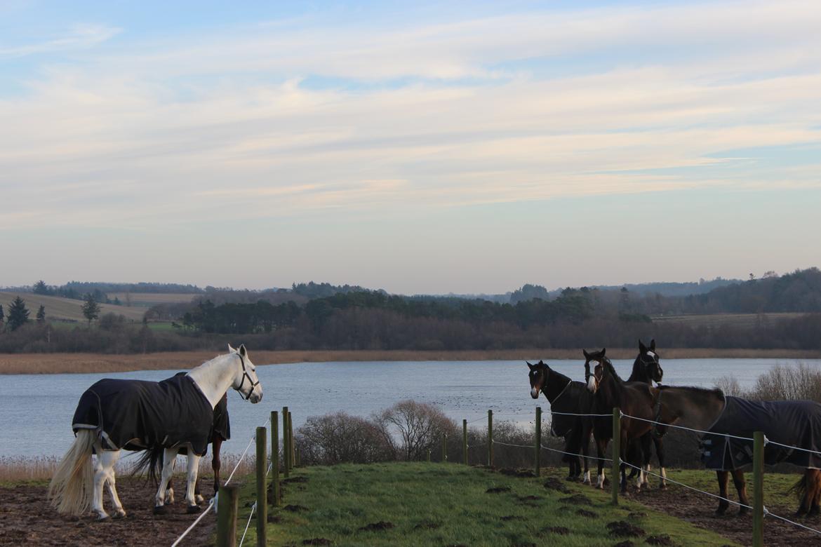 Stald Tougaard billede 14