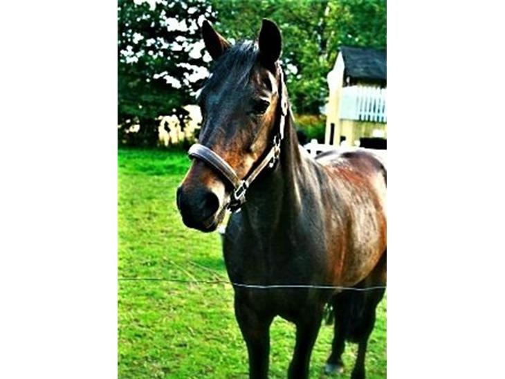 {{currentPhoto.altText}} billede {{currentPhoto.number}}