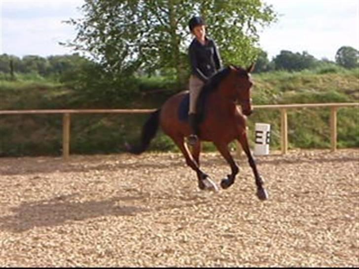 Fanta - Min nye hest.. :D billede 1