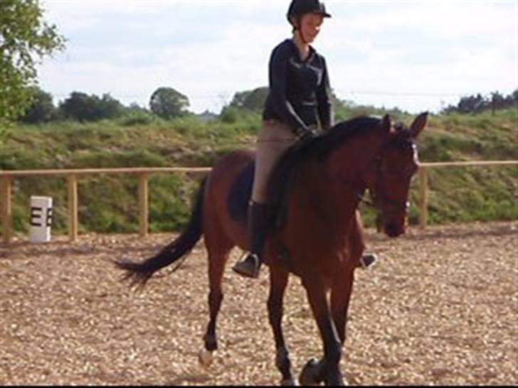 Fanta - Min nye hest.. :D billede 2