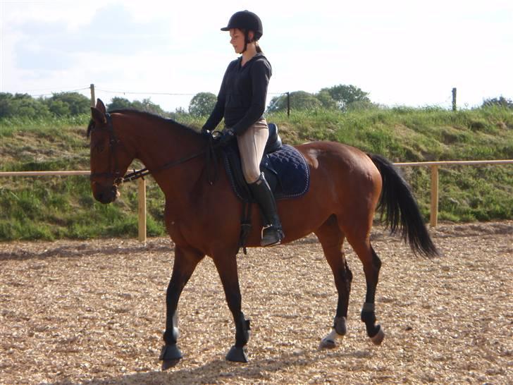 Fanta - Min nye hest.. :D billede 3