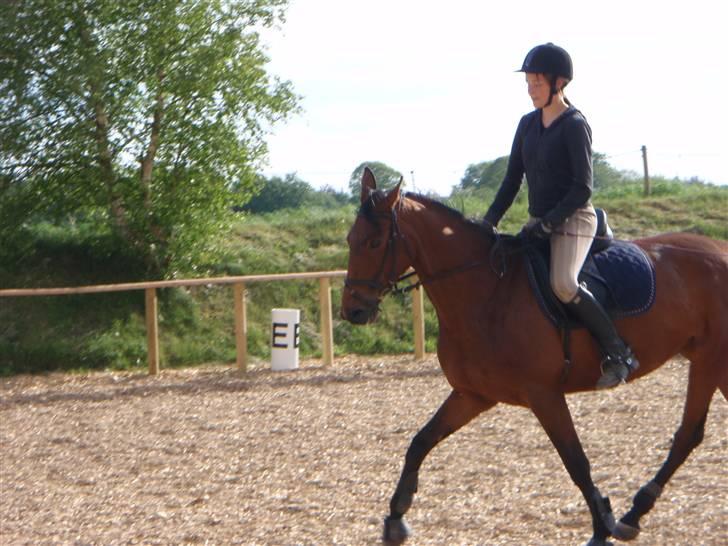 Fanta - Min nye hest.. :D billede 4