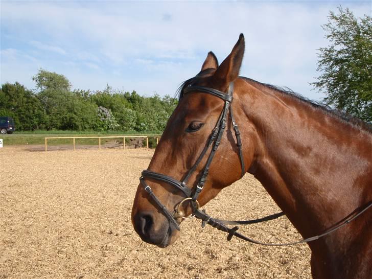 Fanta - Min nye hest.. :D billede 5