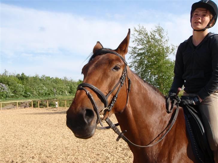 Fanta - Min nye hest.. :D billede 6