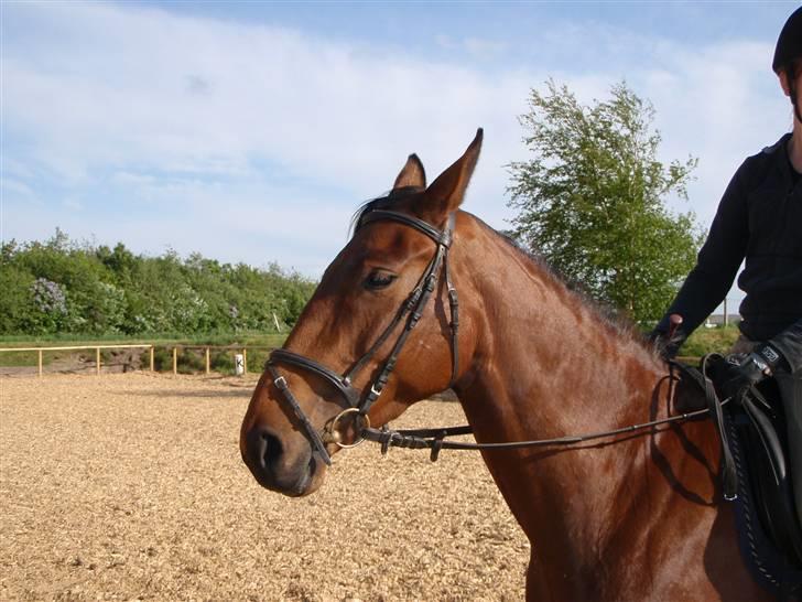 Fanta - Min nye hest.. :D billede 7