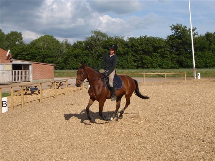 Fanta - Min nye hest.. :D billede 8