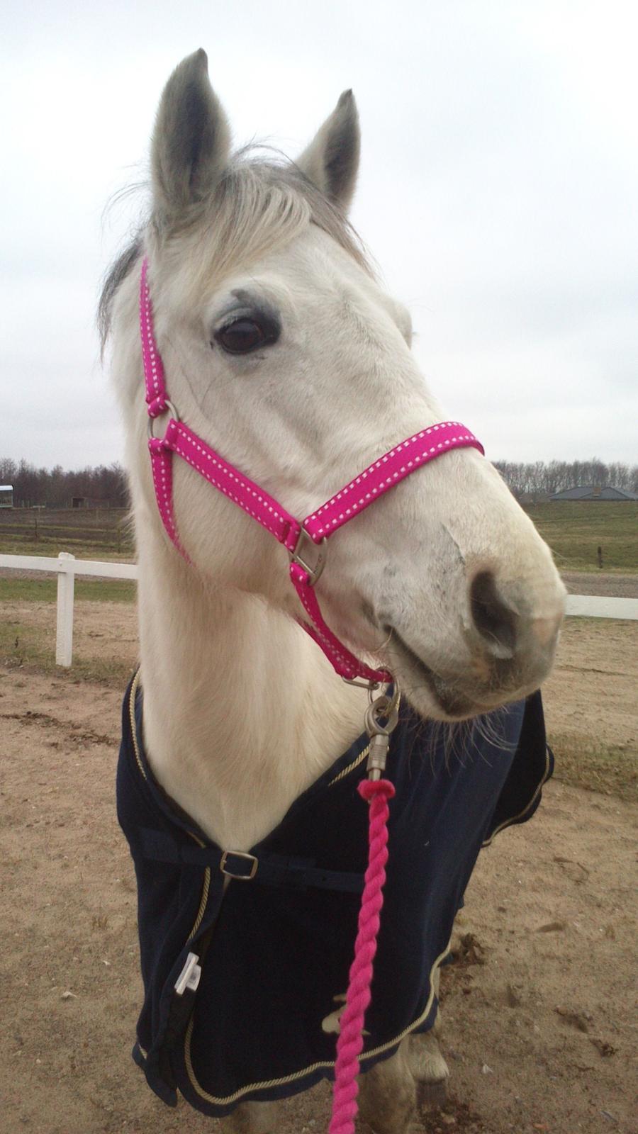 Min Første pony Blondie - Det her er min dejlige pony! billede 12