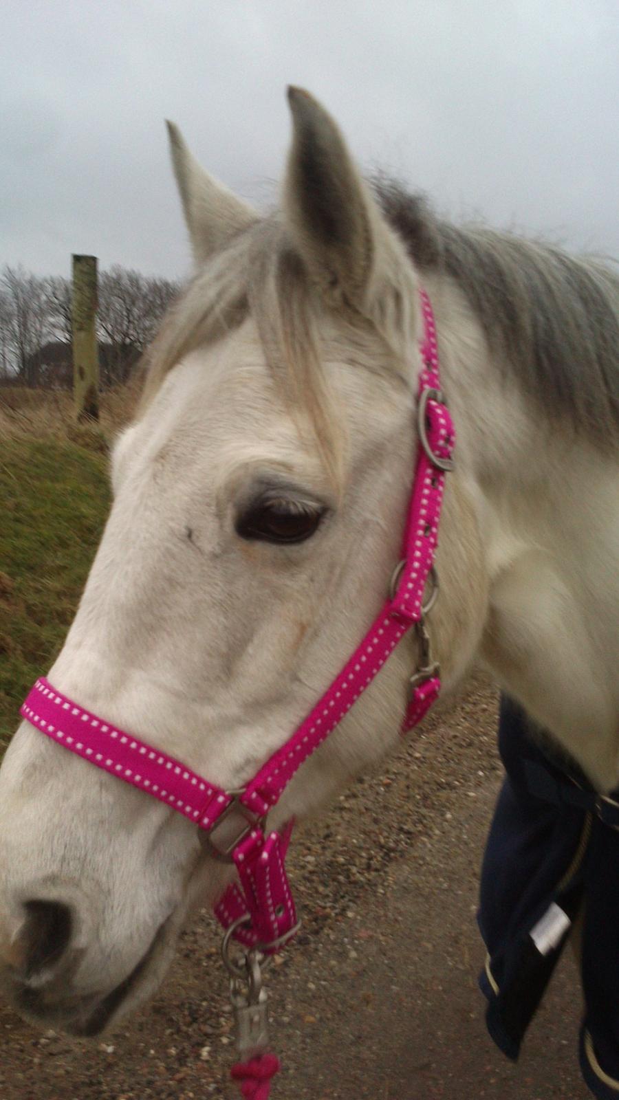 Min Første pony Blondie billede 11