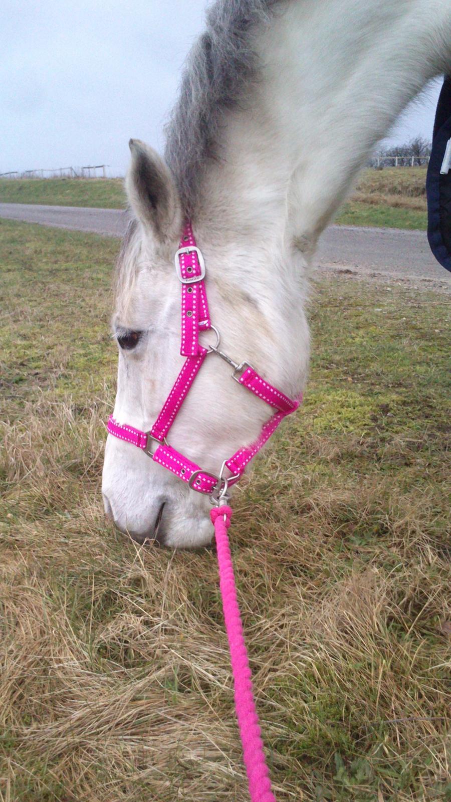 Min Første pony Blondie billede 10