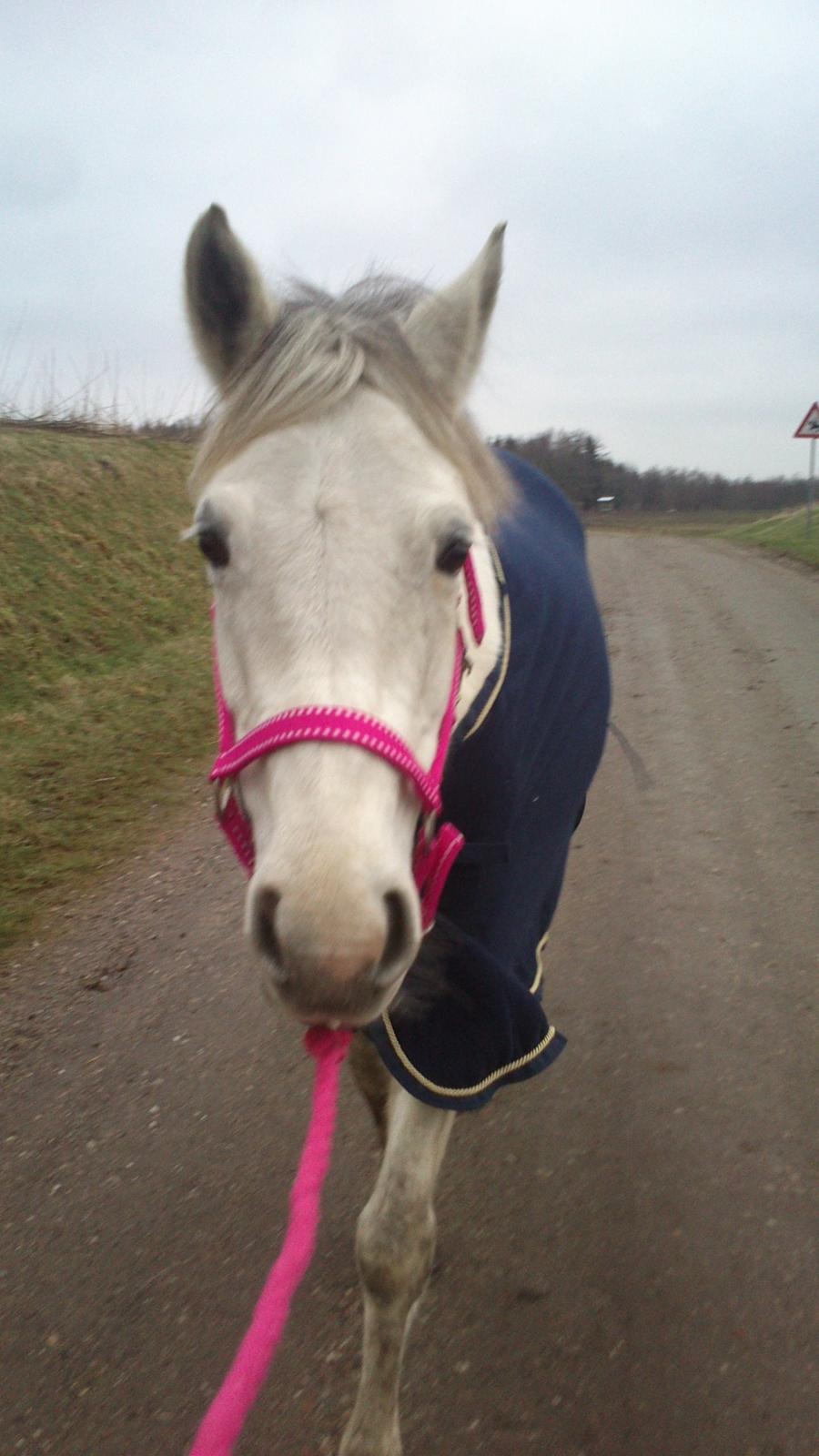 Min Første pony Blondie - Efter en god træning gik vi en tur! billede 9