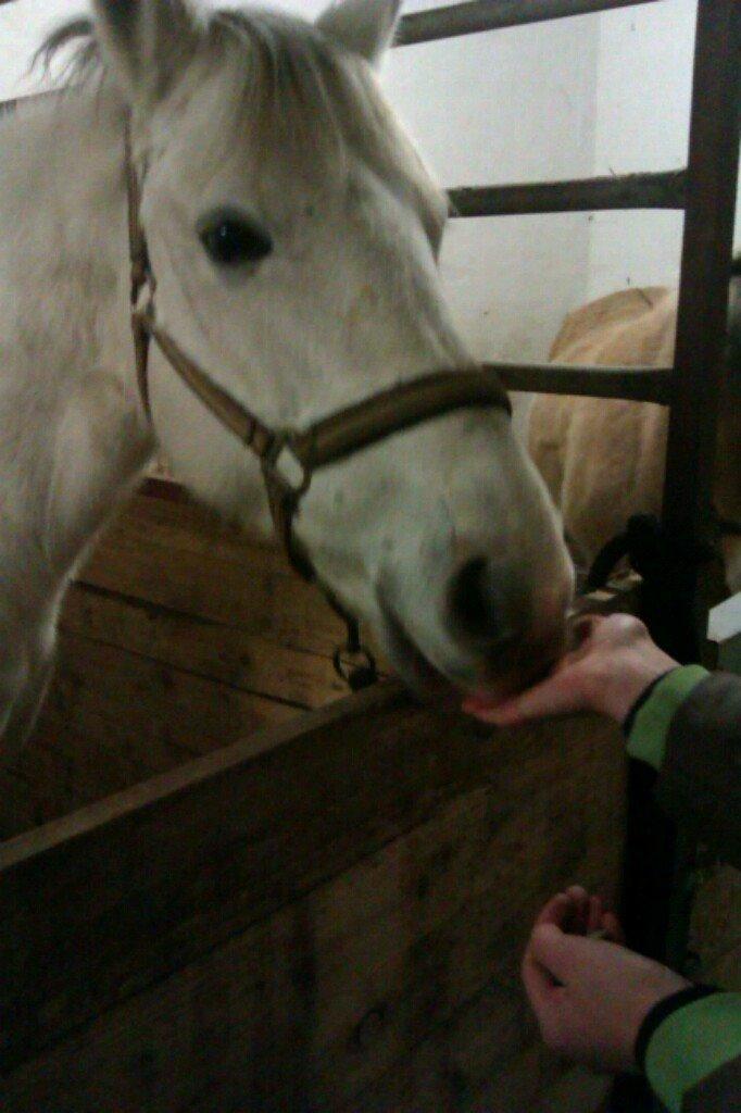 Min Første pony Blondie billede 6